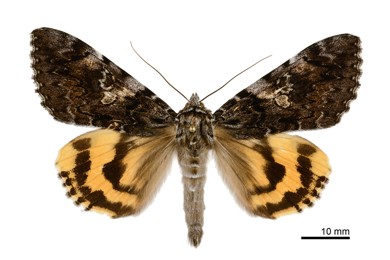 Catocala shirozui Male